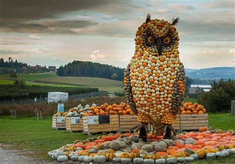 juckerhof jona|The Wonderful Pumpkin Exhibition at the Jucker Farm